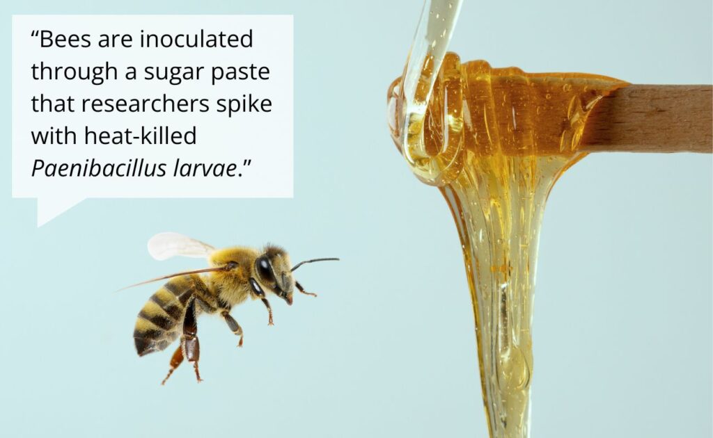 Bee next to a sugar paste, representing the method of administering the world's first vaccine for bees to protect against American foulbrood.